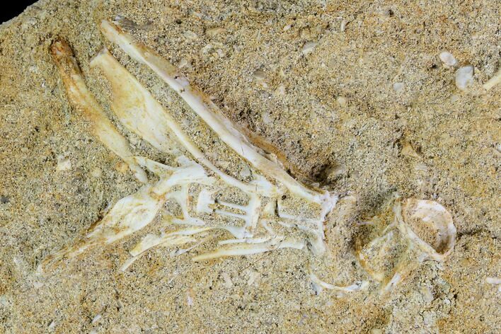 Cretaceous Fossil Fish Vertebrae In Rock - Morocco #111581